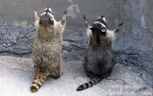 2-racoons-praying.jpg