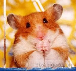 3-hamster-praying.jpg