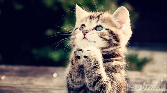 8-kitten-praying-31.jpg