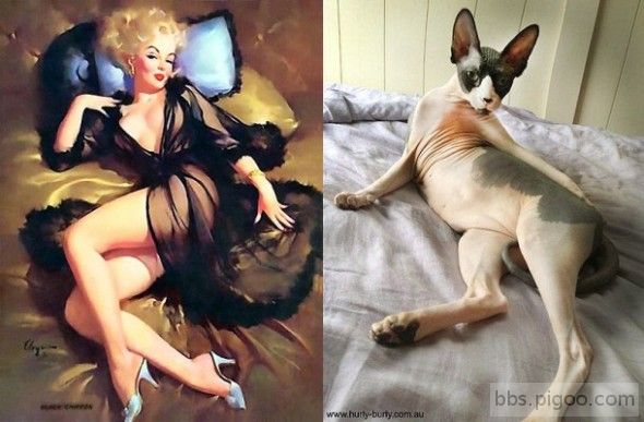 pinupcats01-610x401-590x387.jpg