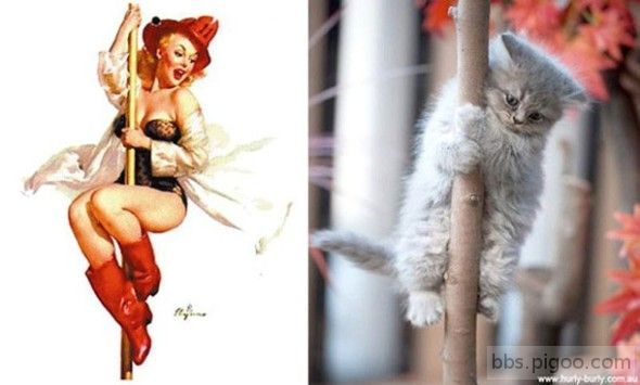 pinupcats02-610x368-590x355.jpg