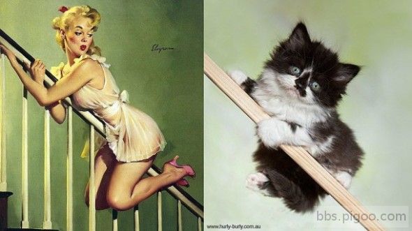 pinupcats13-610x343-590x331.jpg