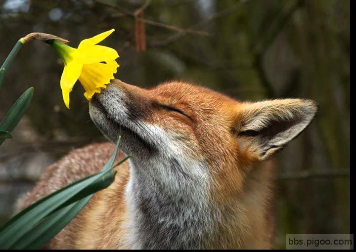 fox-smell-flower.jpg
