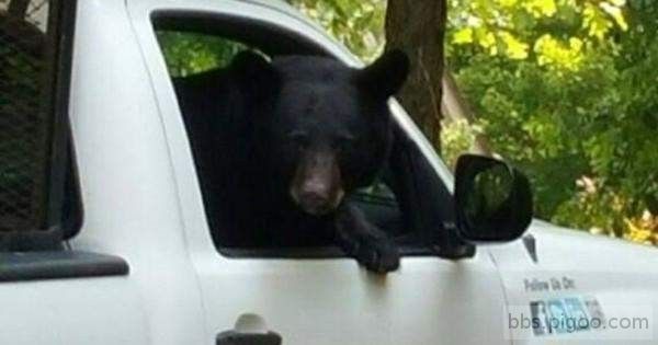 bear-in-truck.jpg