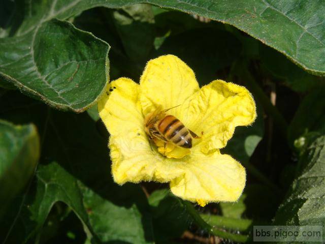 蜜蜂.JPG