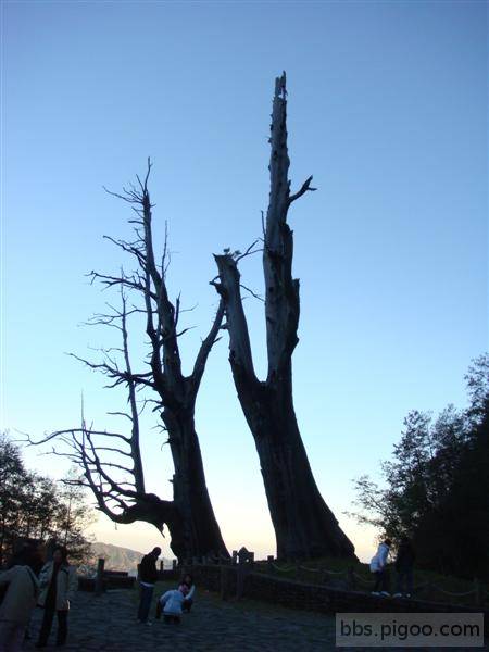 阿里山-夫妻樹 .JPG