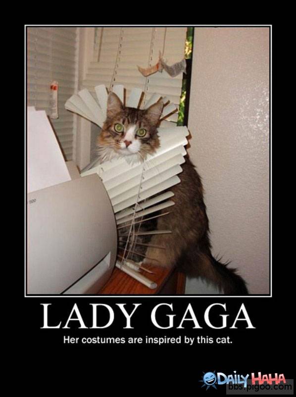 lady-gaga-cat.jpg