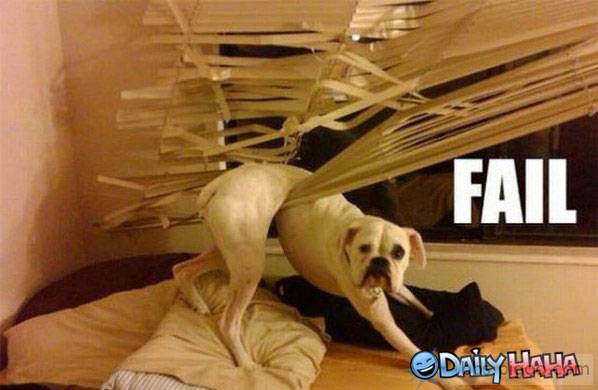 failure-dog.jpg