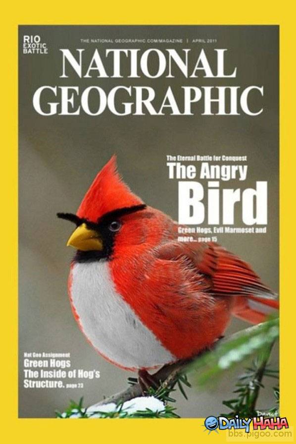 the-angry-bird.jpg