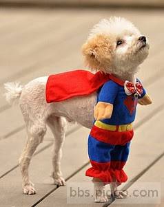 super dog.jpg