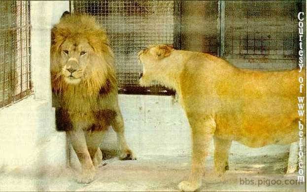 lion_and_lioness_during_marriage.jpg