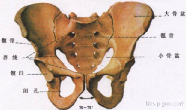 pelvis-2.JPG