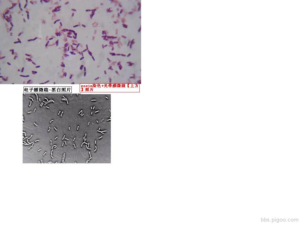 枯草桿菌3.JPG