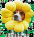 dog3.gif