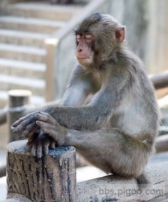 5-monkey-praying.jpg