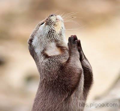 6-mongoose-praying.jpg