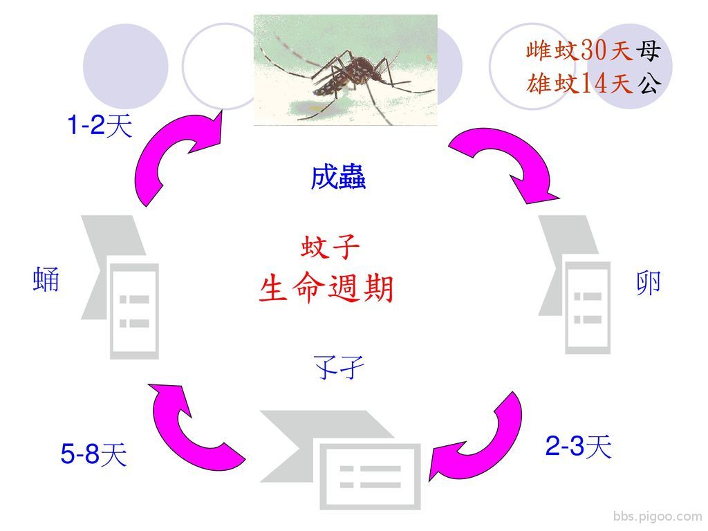 雌蚊30天母 雄蚊14天公 1-2天 成蟲 蚊子 生命週期 蛹 卵 孓孑 2-3天 5-8天.jpg.jpg