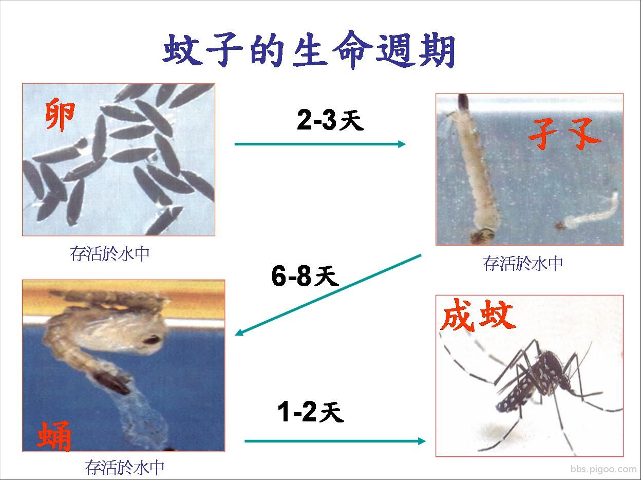 圖說︰蚊子生命週期示意圖.jpg