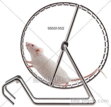 white-mouse-in-wheel-66081002.jpg