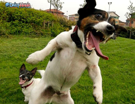 excitable_dogs.jpg