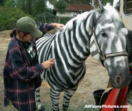 zebrahorse.jpg